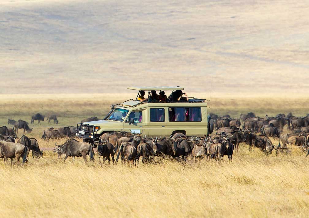 Best Kenya Safari