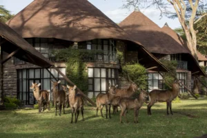 Lake Naivasha Sopa